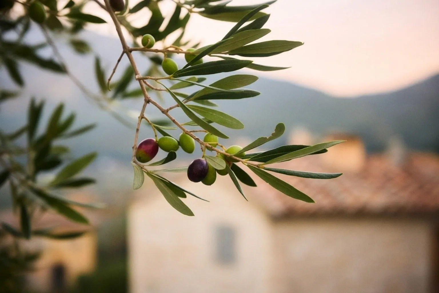 Aménager un jardin méditerranéen durable avec la pierre naturelle à Nice